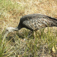 Cambodia ibis