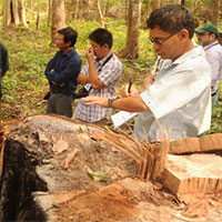 Deforestation Babbler