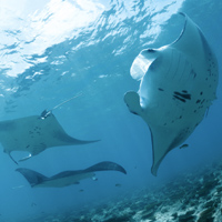 Manta Rays