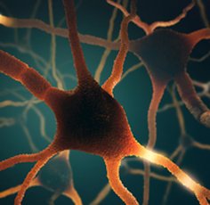 Understanding Neuroscience and the Law